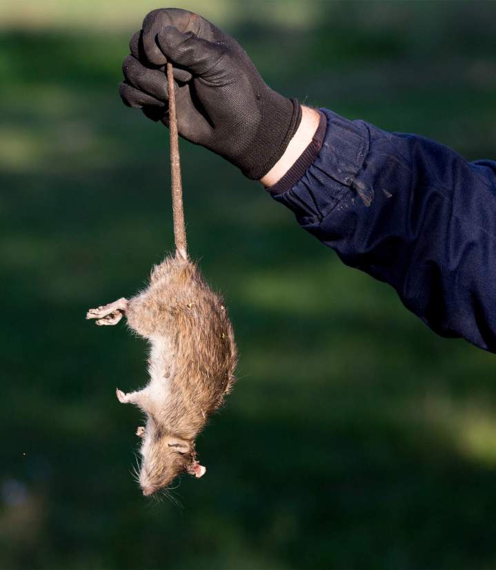 Éradication des nuisibles